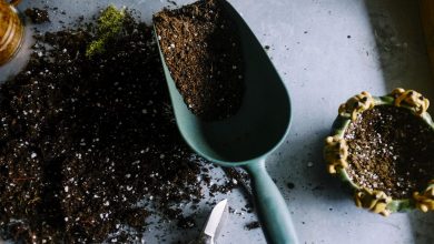Outils de jardin posés près d’un carré cultivé