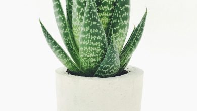 Boutures de plantes vertes dans des verres d’eau