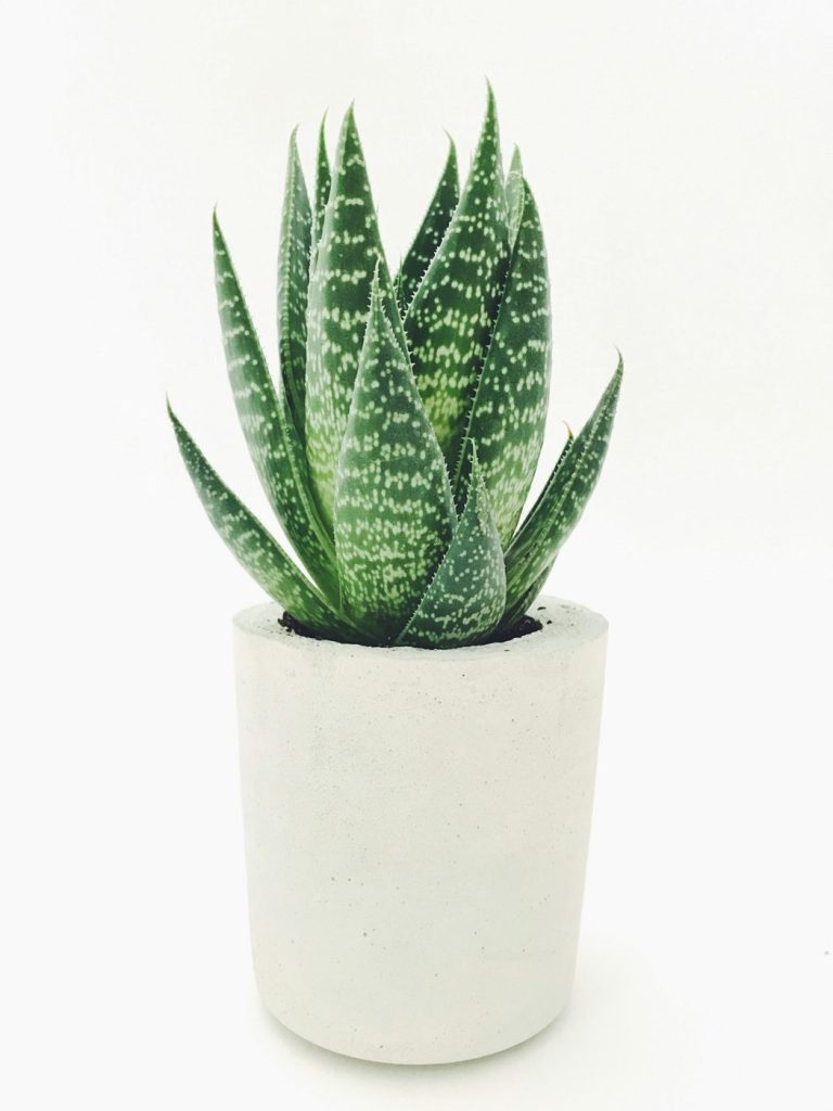 Bouturer pothos et lierre : eau ou terre, sans pourriture
