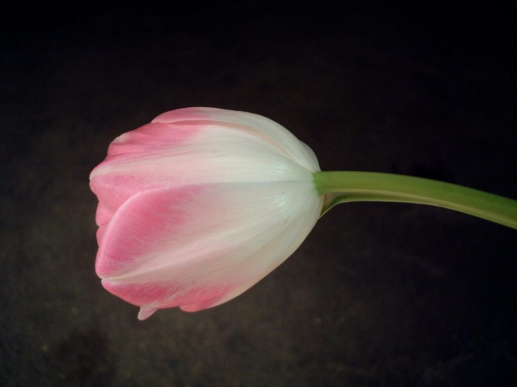 Bulbes d’automne : tulipes et narcisses à planter en octobre-novembre