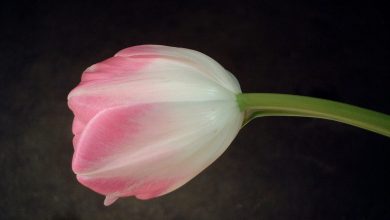 Tulipes jaunes et rouges au printemps