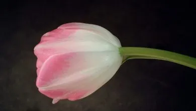 Tulipes jaunes et rouges au printemps