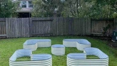 Petit carré potager de légumes verts vu de près