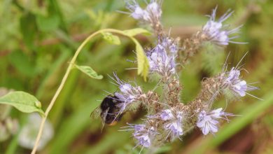Couvert végétal fleuri au potager