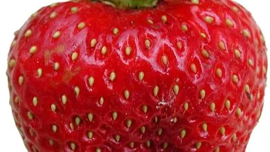 Fraises mûres dans une jardinière