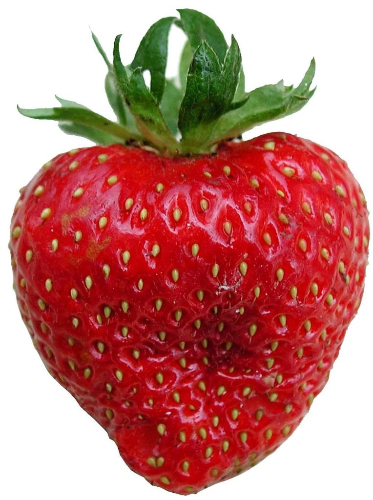 Fraisiers en jardinière : cœur libre, gourmands coupés