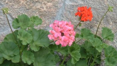 Pélargoniums rouges au balcon