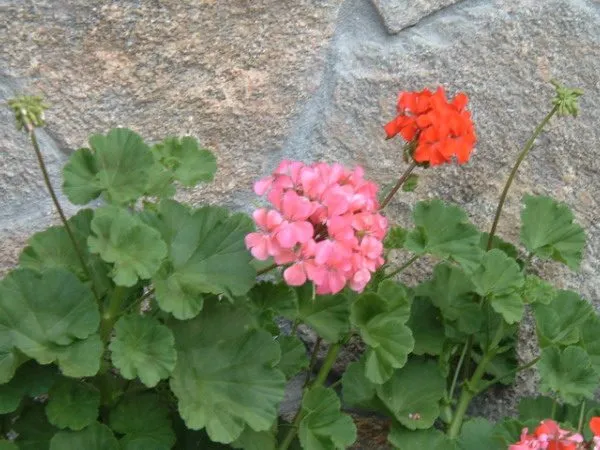 Géraniums de balcon : terreau, ombre de midi, soucoupes vides