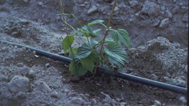 Ligne d’arrosage au pied des légumes