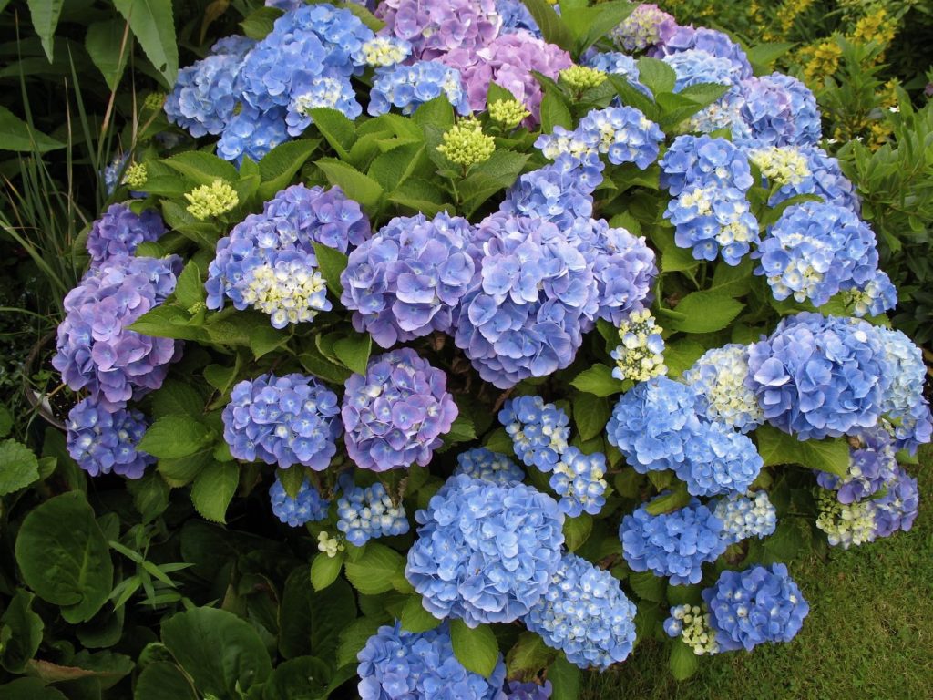 Hortensias : le sol compte plus que le marc de café
