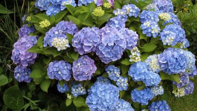 Hortensias bleus et roses en massif