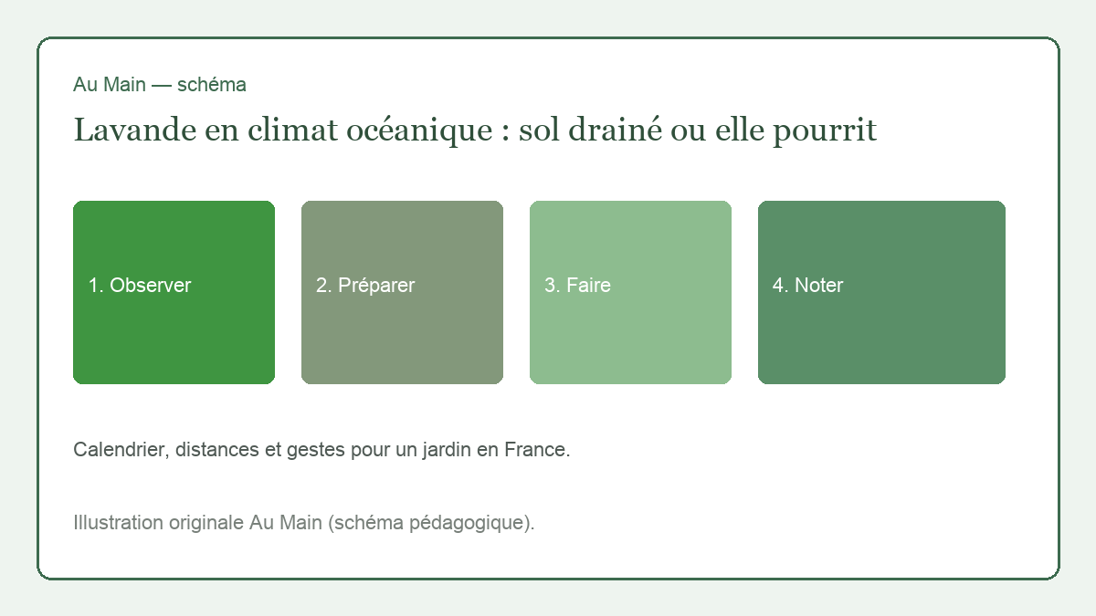 Lavandes plantées sur une butte de gravier en climat océanique, collets au sec