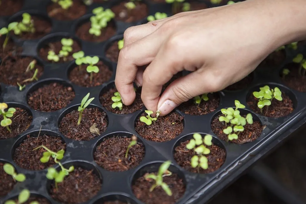 Moins arroser : paillis, binage, et le doigt dans la terre