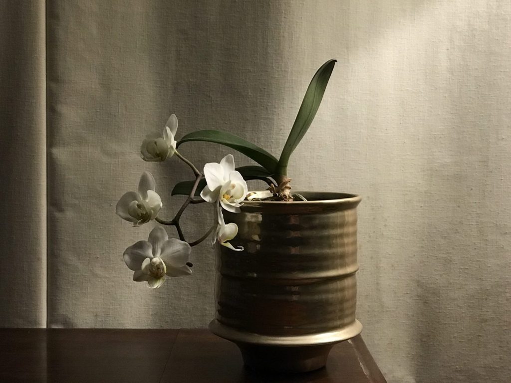 Orchidée Phalaenopsis : arroser sans noyer le cœur
