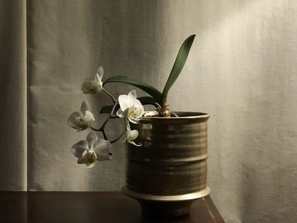 Orchidée Phalaenopsis : arroser sans noyer le cœur