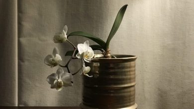 Orchidée Phalaenopsis blanche en pot transparent