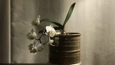 Orchidée Phalaenopsis blanche en pot transparent