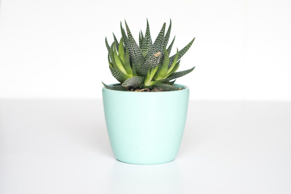 Plantes d’intérieur en hiver : lumière, arrosage, pas de radiateur