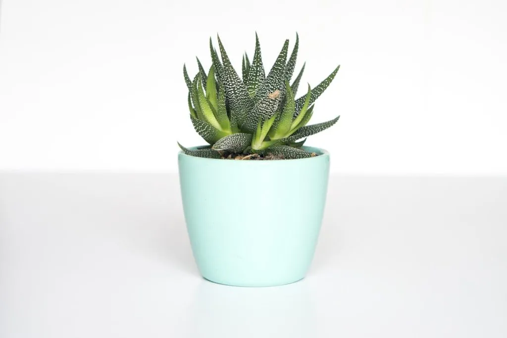 Plantes d’intérieur en hiver : lumière, arrosage, pas de radiateur