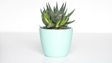 Plantes d’intérieur près d’une fenêtre en hiver