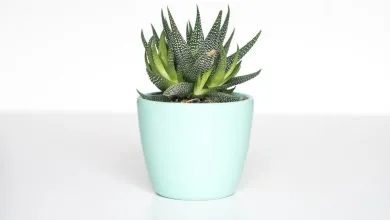 Plantes d’intérieur près d’une fenêtre en hiver