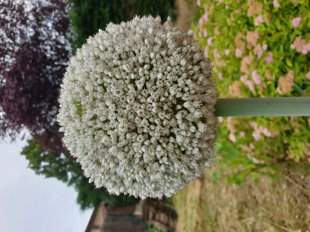 Poireaux : planter, butter, et pourquoi ils restent minces