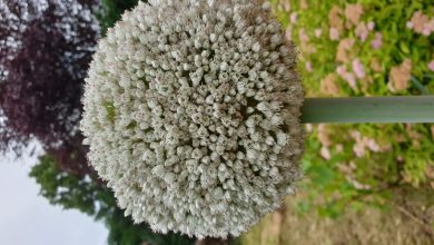Poireaux au potager, fûts blanchis