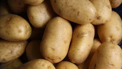 Pommes de terre terreuses dans un seau de jardin
