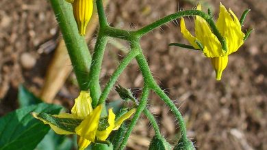 Plants de tomates en godets prêts à être plantés au potager
