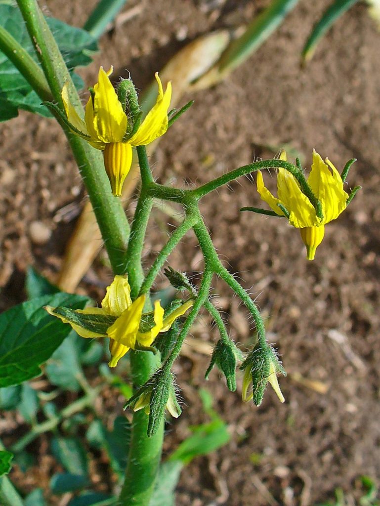 Quand planter les tomates en France (et comment ne pas les geler)