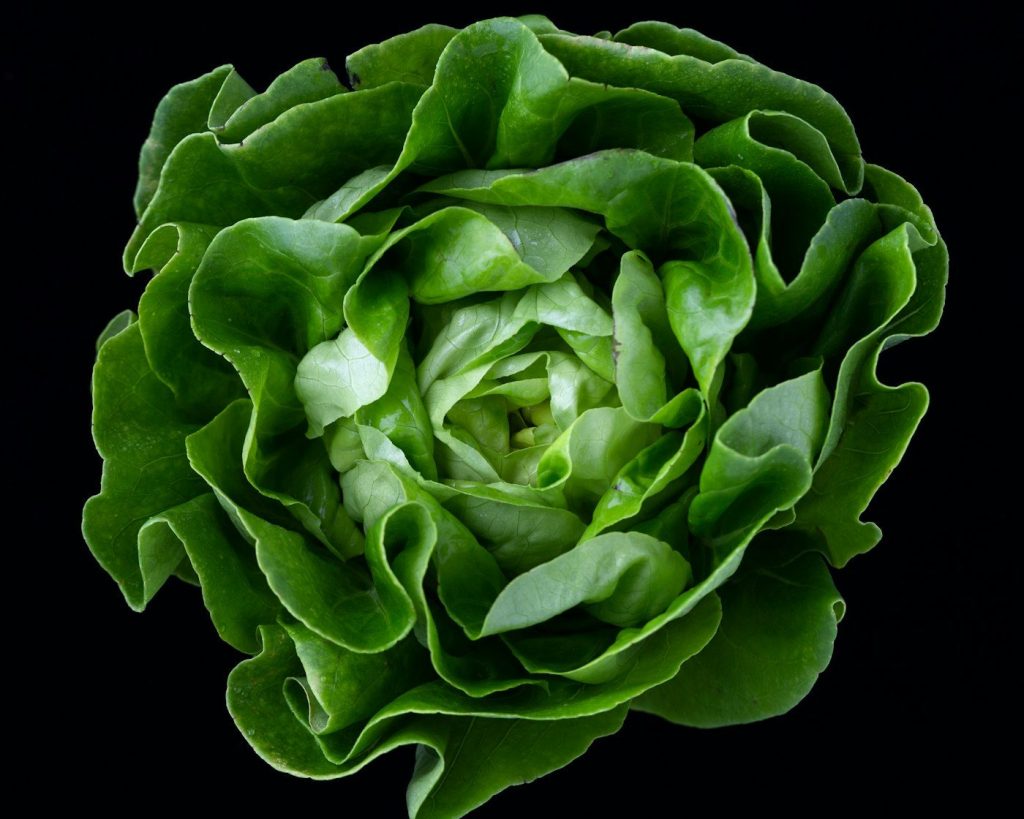 Salades à couper : semer toutes les deux semaines