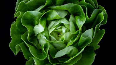 Laitues et mesclun au potager