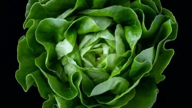 Laitues et mesclun au potager
