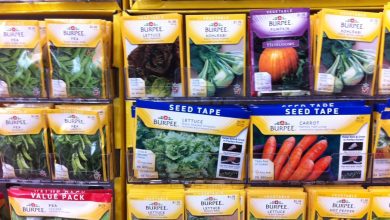 Sachets et graines de potager étalés sur une table
