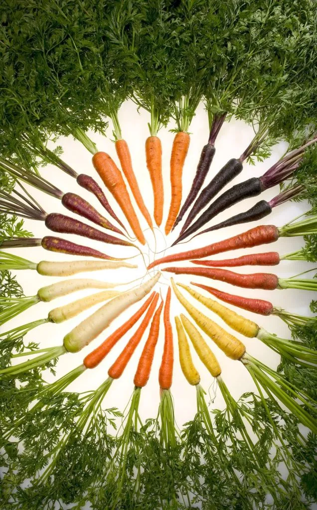 Semer les carottes sans que la croûte tue la levée