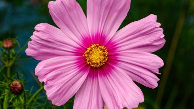 Fleurs de cosmos roses au jardin