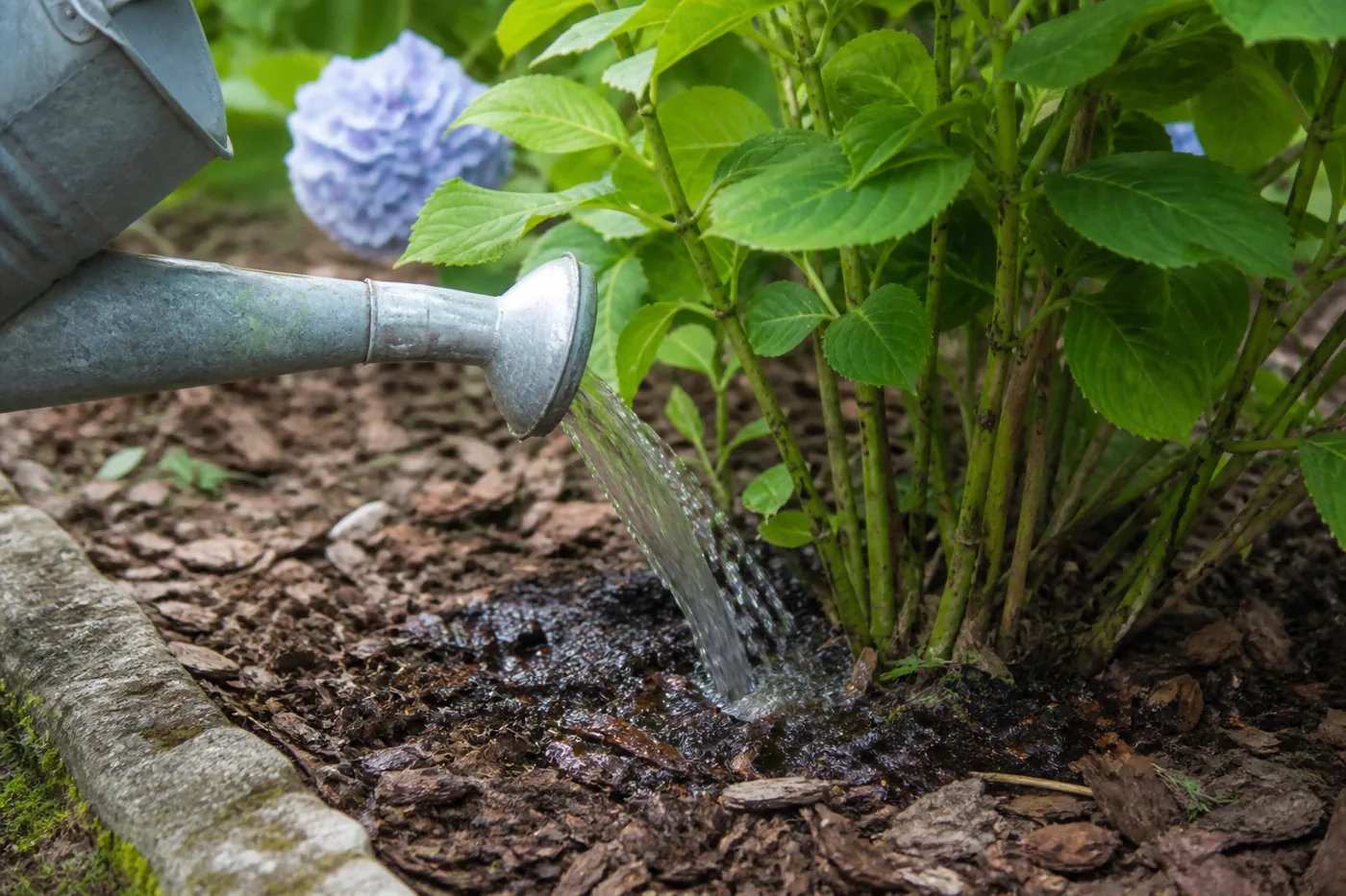 Arrosage au pied d’un hortensia, terre paillée, sans mouiller les fleurs