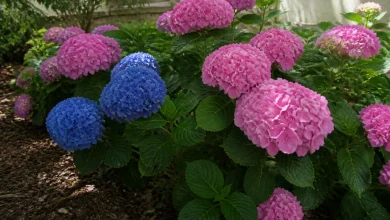 Hortensias macrophylla en fleurs, rose et bleu, massif à mi-ombre